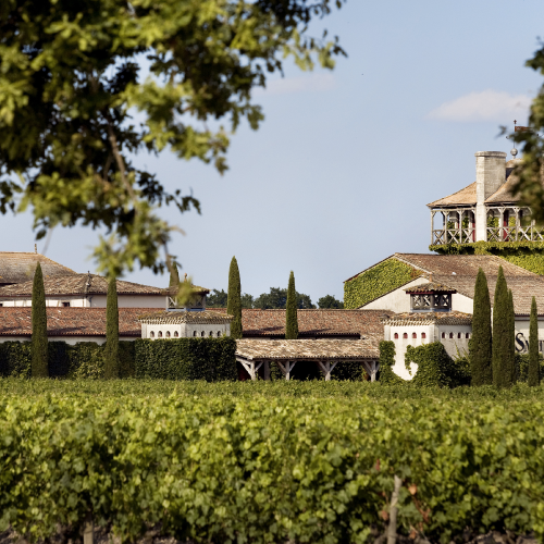 vigne-chateau-